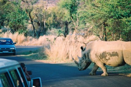 Rhino Pilansberg