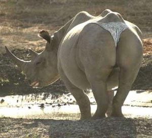 Rhino
