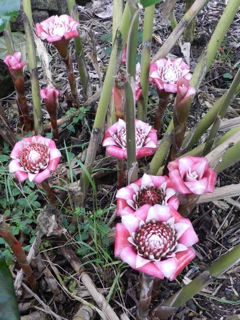 Flower in Art's garden