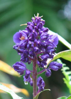 Flower in Art's garden