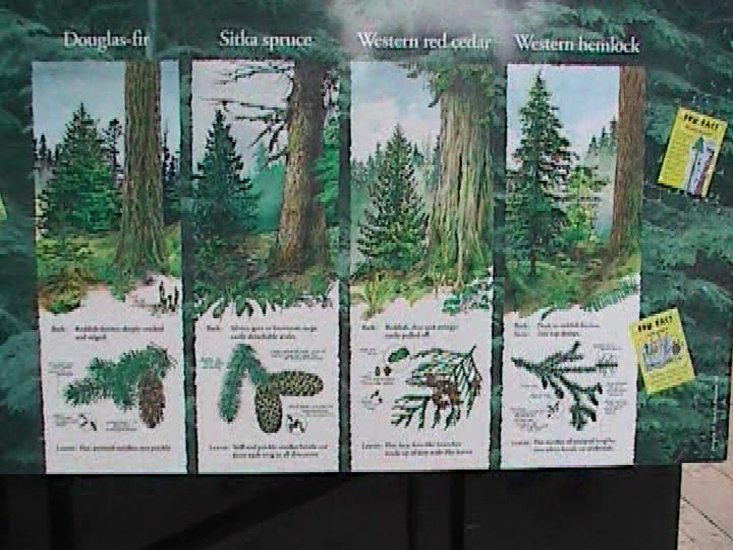 West Coast Trees Info